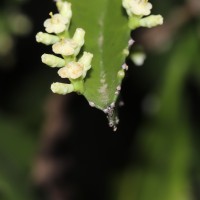 Euphorbia trigona Mill.